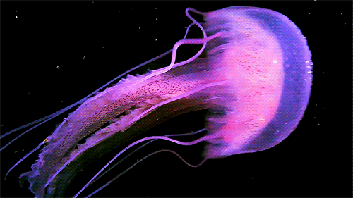 Fauna marinha: Água-viva – Olhar Oceanográfico – David Zee